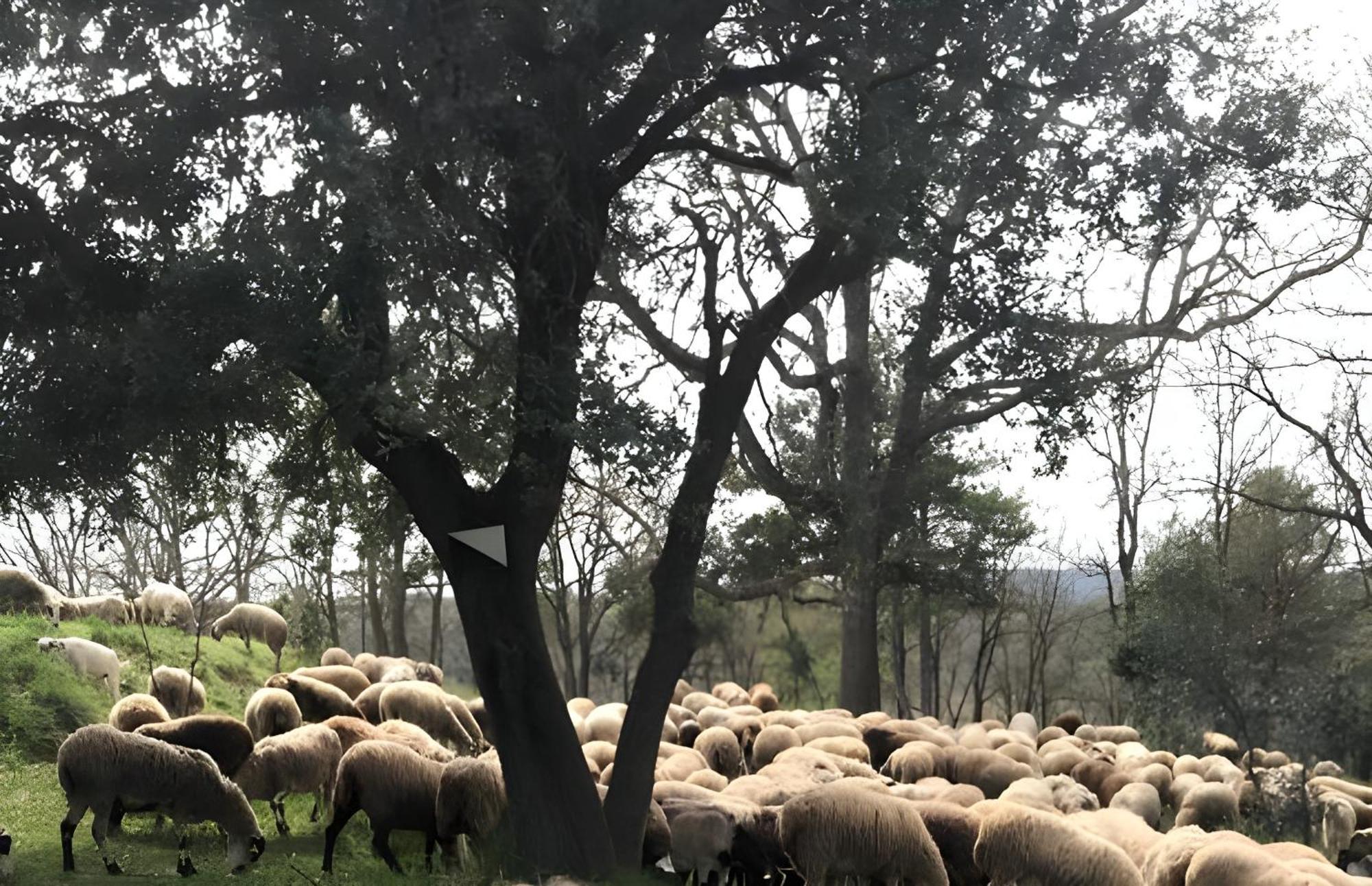 Allotjament Rural Solsona Buitenkant foto